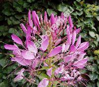 Cleome spinosa (Cleome spinosa Jacq., Tarenaya spinosa (Jacq.) Raf.)