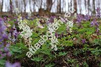 Corydalis cava (L.) Schweigg. et Koerte (Fumaria cava (L.) Mill., Fumaria bulbosa, Corydalis tuberosa DC.)