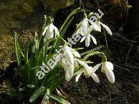 Galanthus nivalis L.