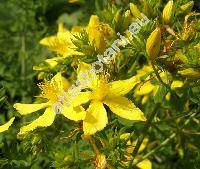 Hypericum perforatum L. (Hypericum officinarum Cran., Hypericum vulgare Lam.)