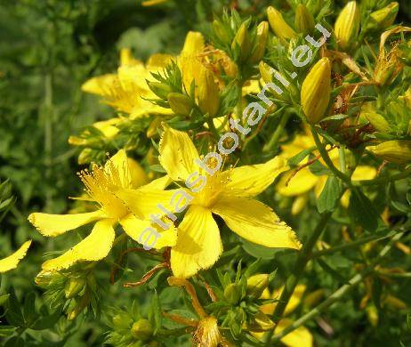 Hypericum perforatum L. (Hypericum officinarum Cran., Hypericum vulgare Lam.)