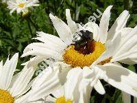 Leucanthemum maximum DC. (Chrysanthemum maximum Ram., Leucanthemum xsuperbum)