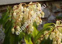 Pieris japonica (Andromeda japonica (Thunb.) D. Don ex G. Don)