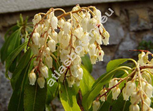 Pieris japonica (Andromeda japonica (Thunb.) D. Don ex G. Don)