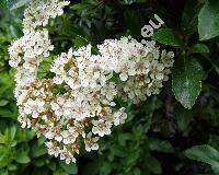 Pyracantha coccinea (Pyracantha coccinea Roem., Mespilus pyracantha L., Crataegus pyracantha (L.) Pers., Cotoneaster pyracantha (L.) Spach)