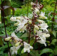 Penstemon digitalis (Penstemon digitalis Nutt. ex Sims)