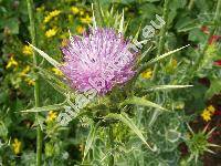 Silybum marianum (L.) Gaertner (Carduus marianus L.)