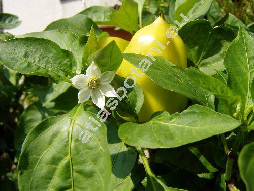 Capsicum annuum L.