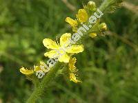 Agrimonia eupatoria L. (Agrimonia officinarum Mill., Eupatorium dioscoridis Bub.)