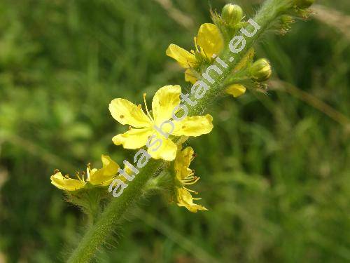 Agrimonia eupatoria L. (Agrimonia officinarum Mill., Eupatorium dioscoridis Bub.)