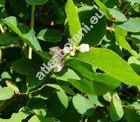 Symphoricarpos albus (Symphoricarpos albus (L.) Blake, Symphoricarpos racemosus Michx., Symphoricarpos rivularis Suksdorf)