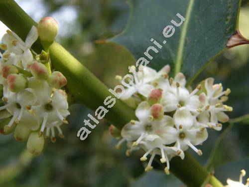 Ilex aquifolium L.