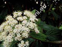 Viburnum rhytidophyllum (Viburnum rhytidophyllum Hemsl.)