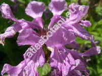 Stachys grandiflora (Stev. ex Willd.) Benth. (Betonica grandiflora (Stev. ex Willd.))