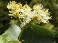 Tilia cordata Mill. (Tilia ulmifolia Scop., Tilia parvifolia (Ehrh.) Ehrh.)