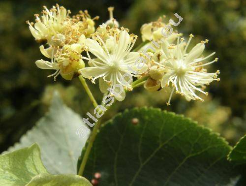 Tilia cordata Mill. (Tilia ulmifolia Scop., Tilia parvifolia (Ehrh.) Ehrh.)