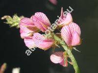 Onobrychis viciifolia Scop. (Hedysarum onobrychis L., Onobrychis sativa Lam.)