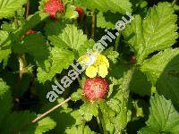 Duchesnea indica (Fragaria indica Andr., Potentilla indica (Andr.) T. Wolf)