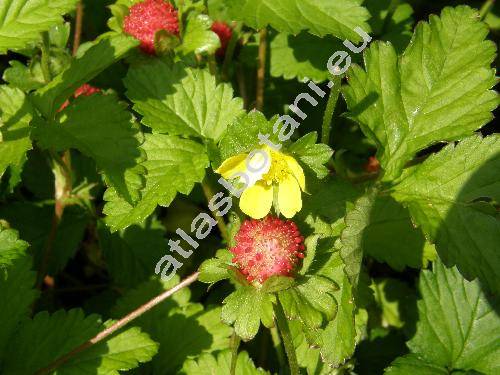 Duchesnea indica (Fragaria indica Andr., Potentilla indica (Andr.) T. Wolf)