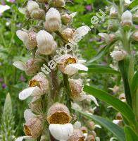 Digitalis lanata Ehrh.