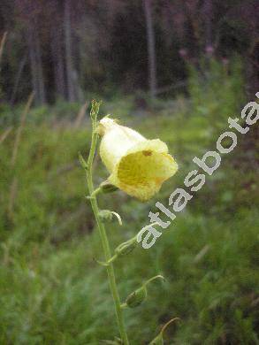 Digitalis grandiflora Mill. (Digitalis ambigua Murray)