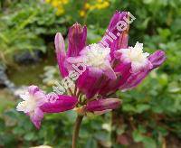 Dichelostemma 'Pink Diamond' (Brodiaea, Dichelostemma ida-maia)