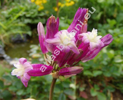 Dichelostemma 'Pink Diamond' (Brodiaea, Dichelostemma ida-maia)