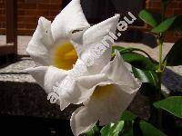 Mandevilla 'Alba' (Mandevilla sanderi (Hemsl.) Woods., Dipladenia, Mandevila, Sundaville)