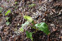 Arum cylindraceum Gasp. (Arum alpinum Schott et Kotschy, Arum orientale subsp. alpinum (Schott et Kotschy) Riedl, Arum maculatum subsp. angustatum (Engl.) Richt., Arum italicum var. cylindraceum)