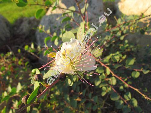 Capparis spinosa L.