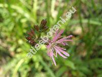 Lychnis flos-cuculi L. (Coronaria flos-cuculi (L.) Braun)