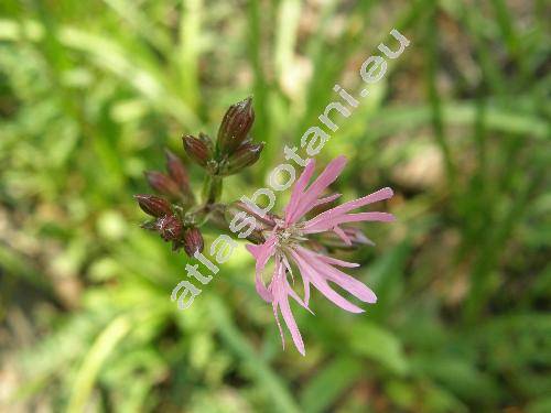 Lychnis flos-cuculi L. (Coronaria flos-cuculi (L.) Braun)