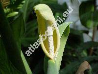 Alocasia macrorrhiza (L.) G. Don (Colocasia, Alocasia macrorrhizos (L.) Don, Arum macrorrhizon L.)