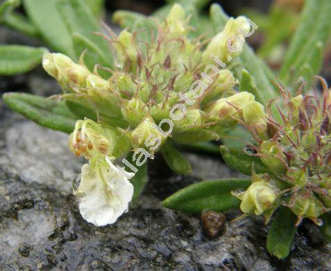 Teucrium montanum L. (Teucrium supinum L., Chamaedrys montanum (L.) Raf.)