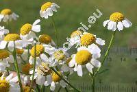 Pyrethrum parthenium (L.) Sm. (Chrysanthemum parthenium (L.) Berth., Tanacetum parthenium (L.) Schlutz-Bip.)