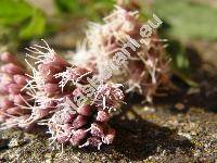 Eupatorium cannabinum L. (Eupatorium cannabifolium Salisb., Eupatorium cannabis-folium Gilib., Eupatorium caucasicum Stev., Eupatorium hyrcanicum Stev.)