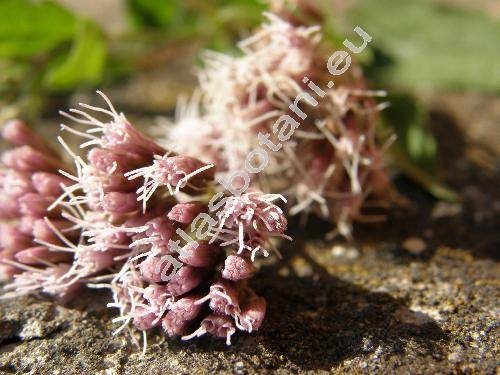 Eupatorium cannabinum L. (Eupatorium cannabifolium Salisb., Eupatorium cannabis-folium Gilib., Eupatorium caucasicum Stev., Eupatorium hyrcanicum Stev.)