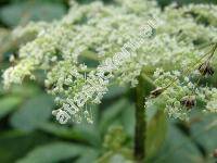 Imperatoria ostruthium L. (Peucedanum ostruthium (L.) Koch.)