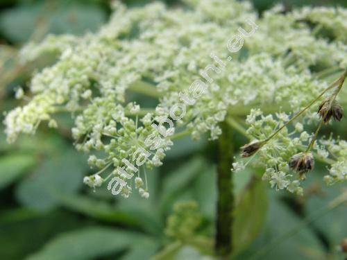 Imperatoria ostruthium L. (Peucedanum ostruthium (L.) Koch.)