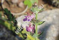 Teucrium x lucidrys