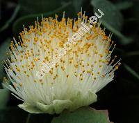 Haemanthus albiflos Jacq. (Scadoxus)