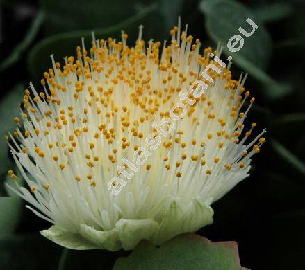 Haemanthus albiflos Jacq. (Scadoxus)