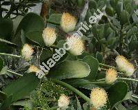 Haemanthus albiflos Jacq. (Scadoxus)