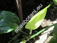 Arum italicum Mill.