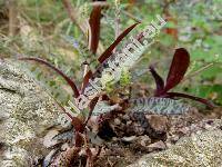 Ledebouria socialis (Bak.) Jessop (Scilla violacea Hutch.)