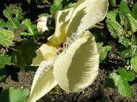 Abelmoschus esculentus (L.) Moench (Hibiscus esculentus L.)