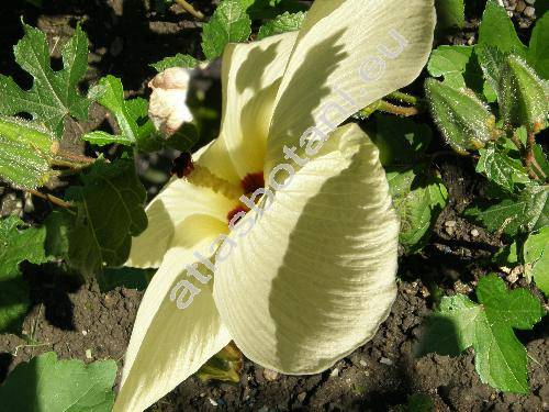 Abelmoschus esculentus (L.) Moench (Hibiscus esculentus L.)