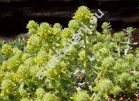 Teucrium aureum Schreb. (Teucrium polium subsp. aureum (Schreb.) Arcang.)