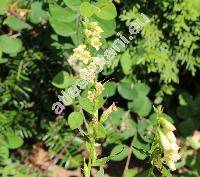 Digitalis lutea L.