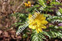 Adonis amurensis Regel et Radde